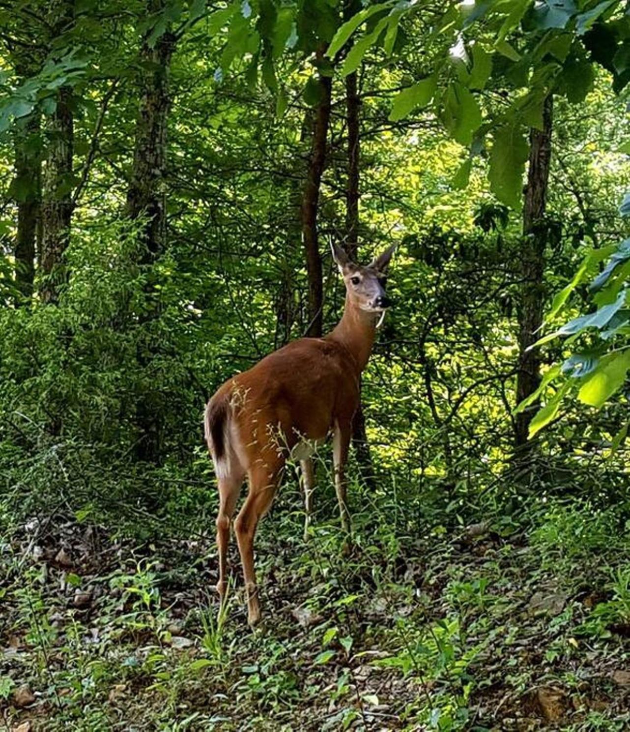 Peace, Serenity & Relaxation In The Smokies! แกตลิงเบิร์ก ภายนอก รูปภาพ