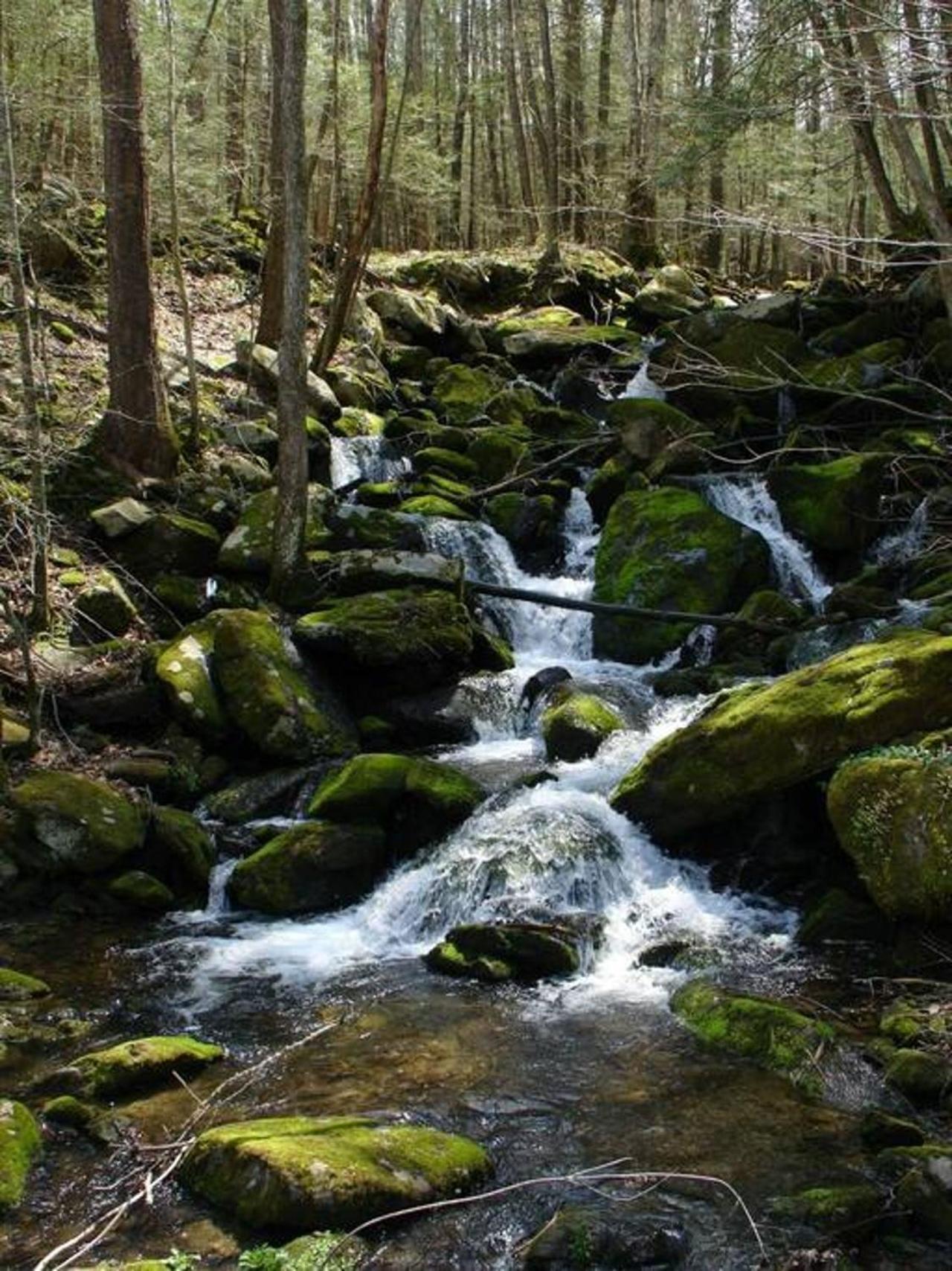 Peace, Serenity & Relaxation In The Smokies! แกตลิงเบิร์ก ภายนอก รูปภาพ